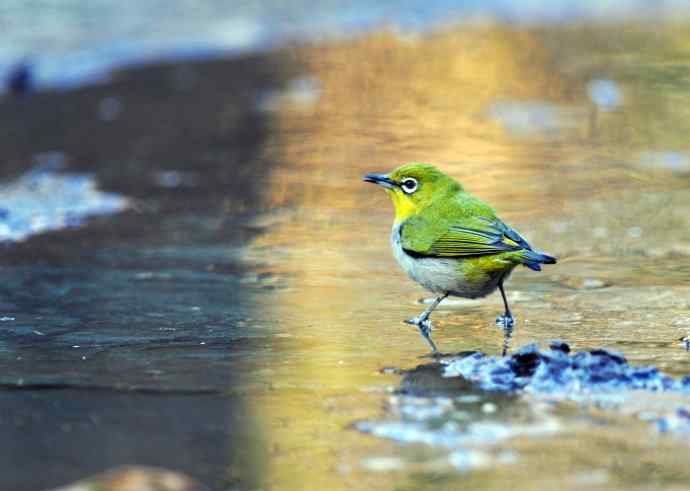 暗绿绣眼鸟（1）