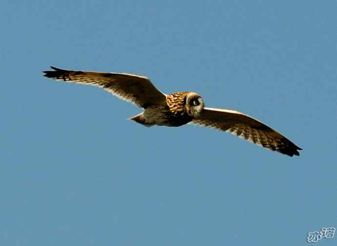 官厅水库&nbsp;wbr路&nbsp;wbr被喜鹊驱赶的短耳鸮