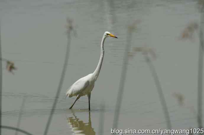 奥林匹克公园白鹭飞 wbr4