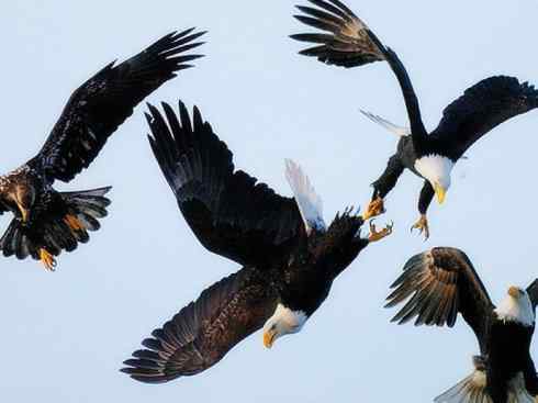 白头鸟系列：另类的美丽（白头海雕）