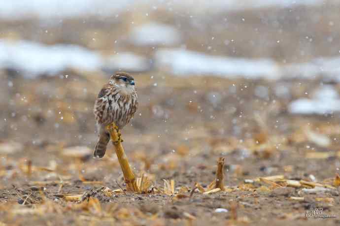 【野鸭湖的鸟】灰背隼 【野鸭湖的鸟】灰背隼