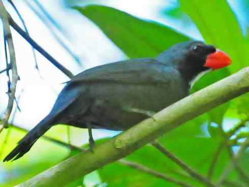 极品红色鸟类：红衣主教鸟