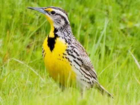 家禽驯化之源之三十二 家禽驯化之源之三十二