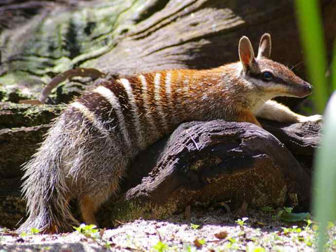 盘点十二大著名食蚁动物:袋食蚁兽 盘点十二大著名食蚁动物:袋食蚁兽