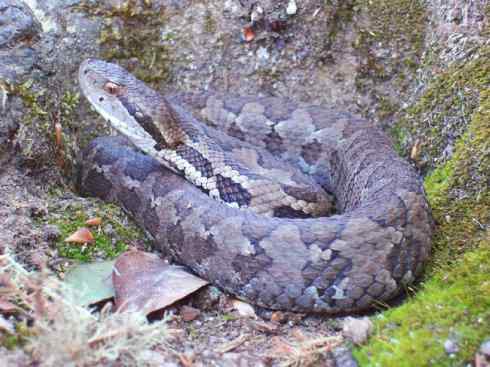 龙:传说的兽原型探秘(蝮蛇类) 龙:传说的兽原型探秘(蝮蛇类)