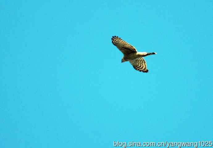 红隼（记录版）