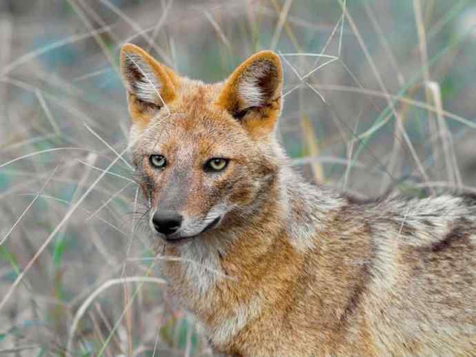 犬科：犬亚科犬属之金豺、黑背豺（胡狼类）