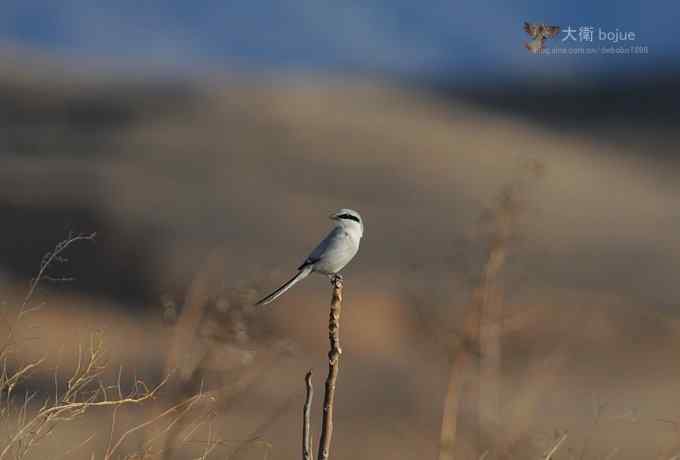 寻大鸨 三百里加急走密城