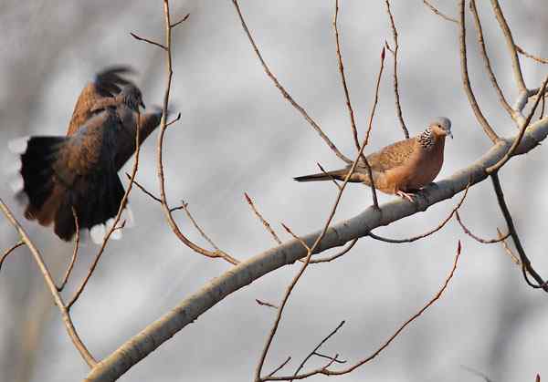 家乡的鸟（4），珠颈斑鸠（组图）
