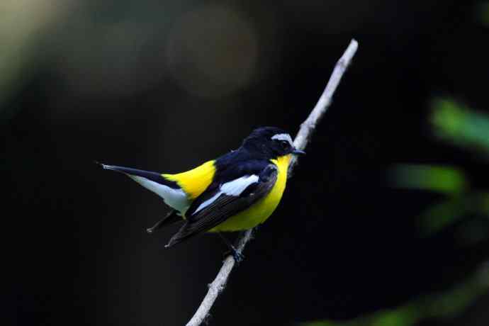 雄性白眉姬鹟（17）