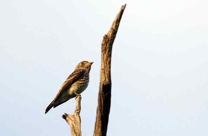 北京天坛公园的鸟类——烏鶲（1）