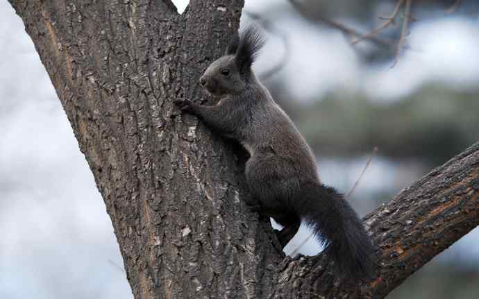 植物园赏鸟，先观松鼠表演。（组图）