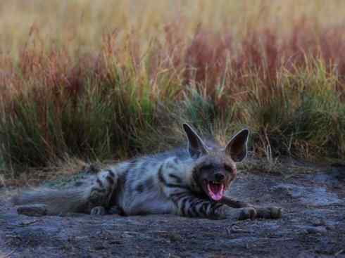狈：传说的兽原型探秘（鬣狗）