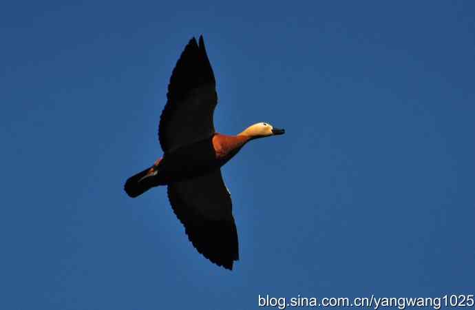 飞 wbr（赤麻鸭） wbr1