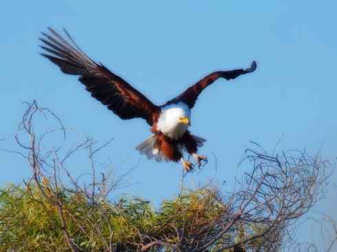 白头鸟系列：另类的美丽（吼海雕）