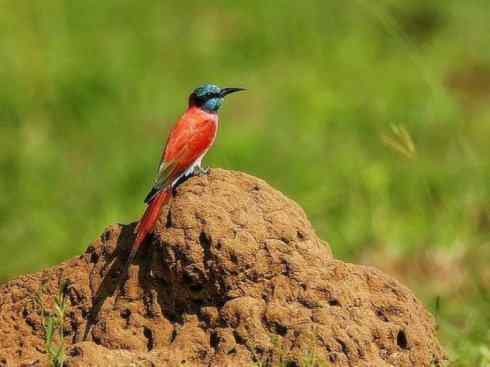 极品红色鸟类:红蜂虎 极品红色鸟类:红蜂虎