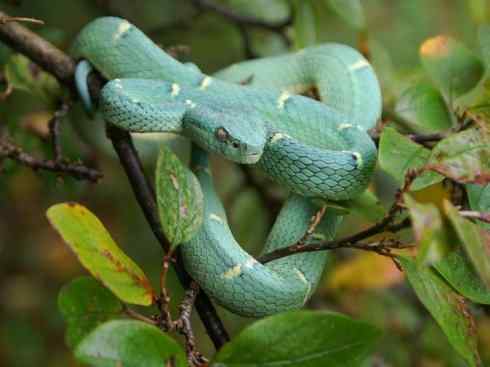 龙：传说的兽原型探秘（响尾蛇类）