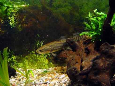 鱼类活化石：弓鳍鱼