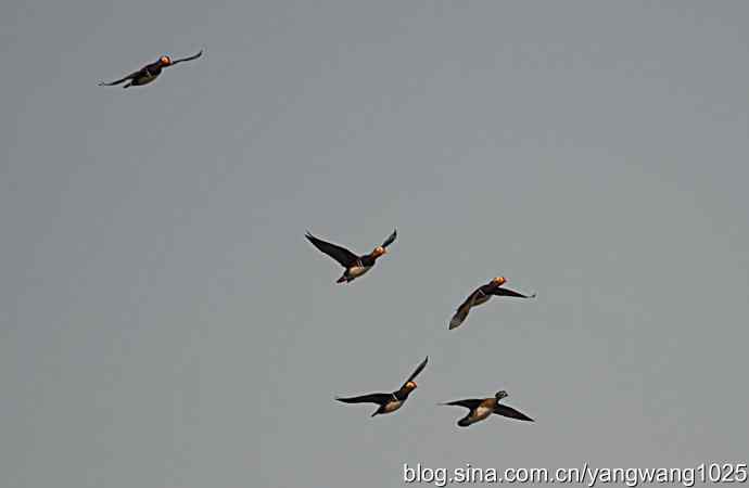 鸳鸯 wbr1 鸳鸯 wbr1