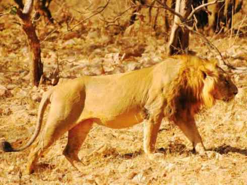 白虎：传说的兽原型探秘（孟加拉虎）