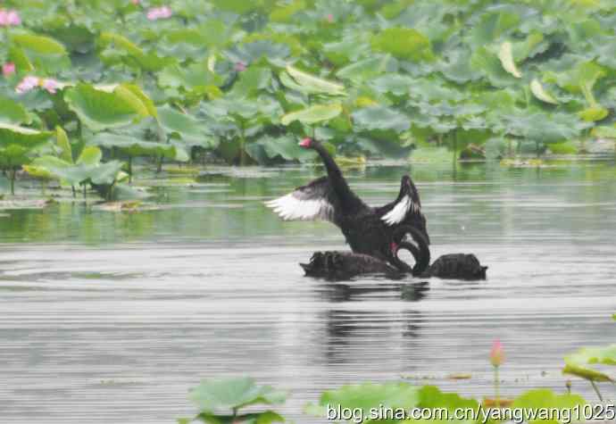 欢乐的亲兄弟（记圆明园的三只小黑天鹅）