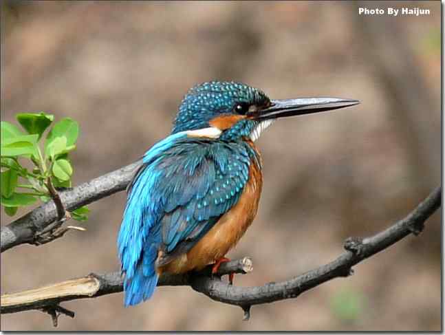  点击图片或使用键盘← →翻页