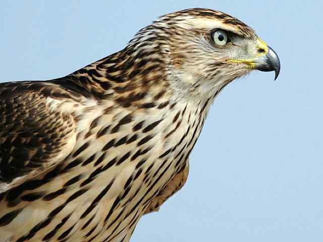 浅水湾观猛零距离