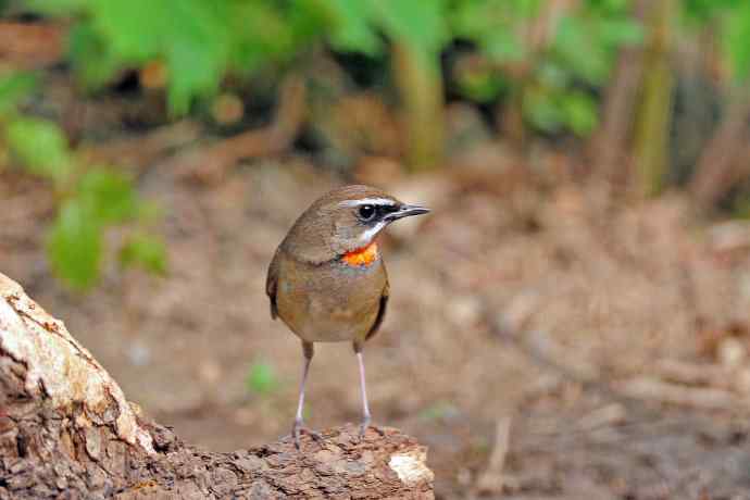 雄性红喉歌鸲（6）