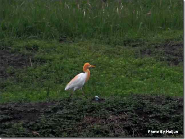 湿地观鸟寻黄头鹭