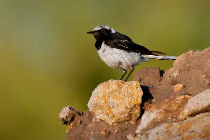 【新鸟】坝上鸟.白顶鵖