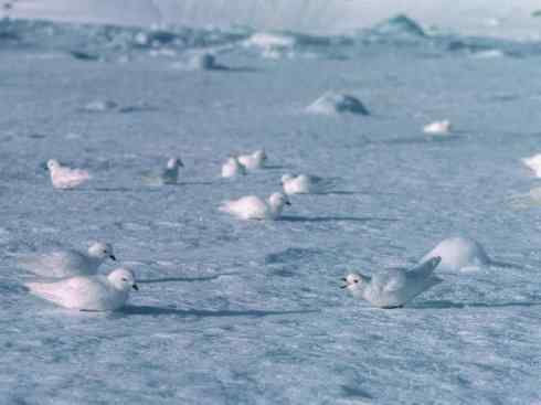 奇特的盔:雪海燕 奇特的盔:雪海燕