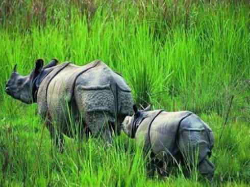 独角兽：传说的兽原型探秘（独角犀）