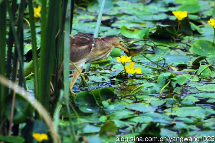 捕鱼的黄苇鳽（记实）4