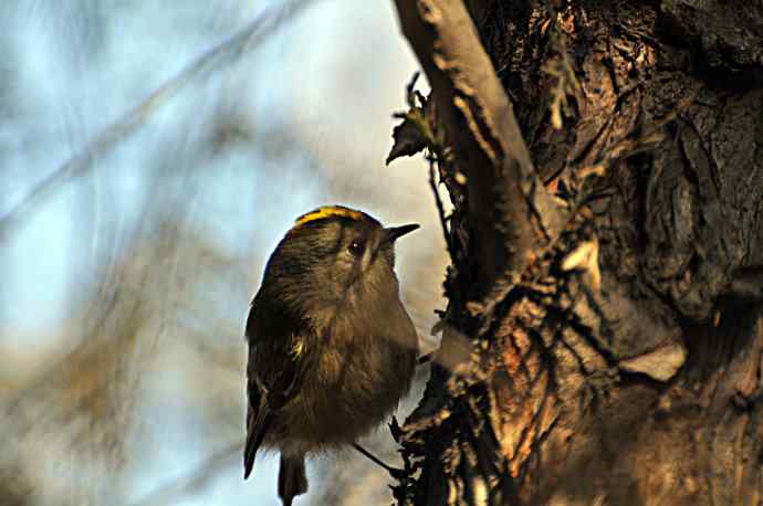 柏树丛中的戴菊 wbr1