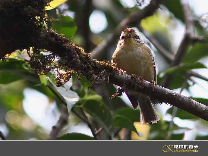 腾冲记录：黄眉林雀、栗头雀鹛、黑脸鹟莺