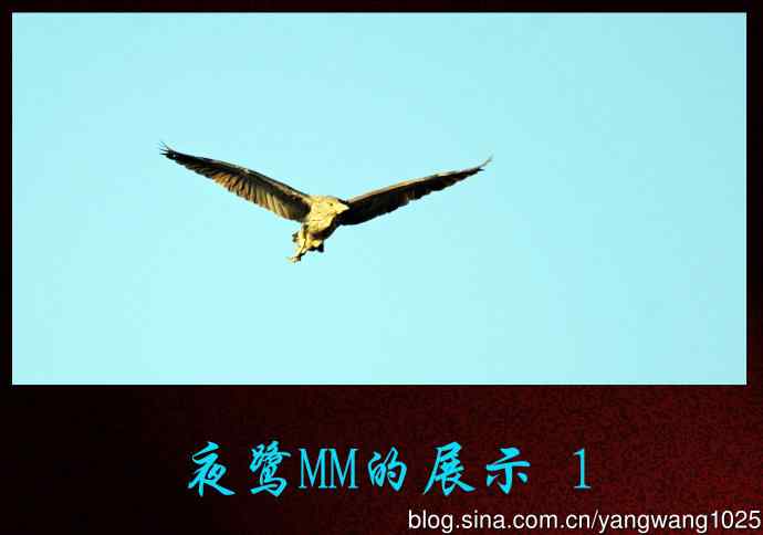 北京动物园的鸟类——夜鹭MM的展示 1