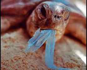 海洋中有1.4亿吨海洋垃圾！