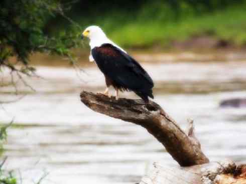 白头鸟系列：另类的美丽（吼海雕）