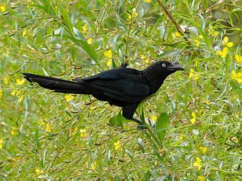 奇特的盔:大犀鹃 奇特的盔:大犀鹃