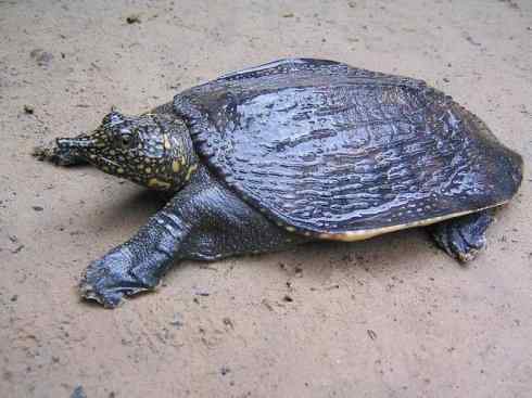 玄武：传说的兽原型探秘（鳖）