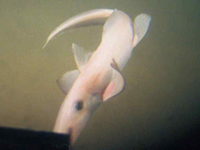 鱼类活化石：长吻银鲛