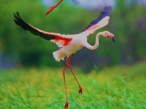 极品红色鸟类：火烈鸟