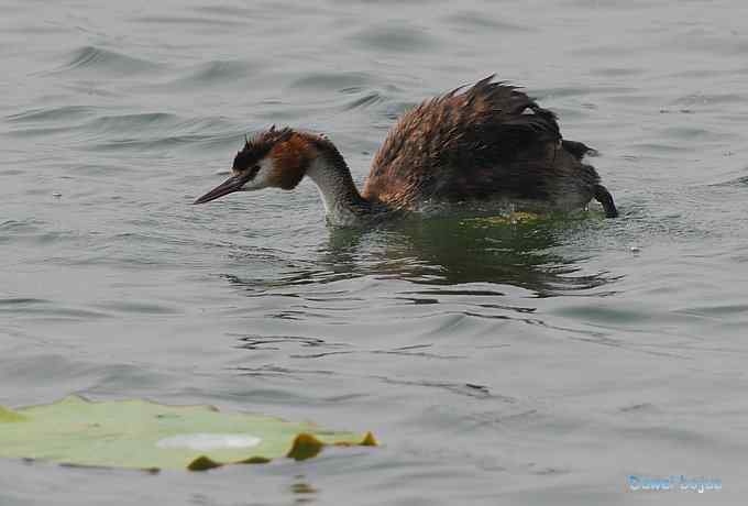 颐和园的凤头 颐和园的凤头