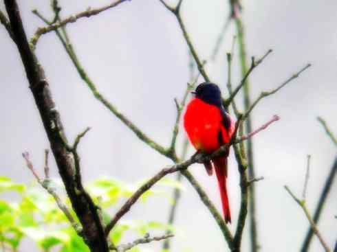 美丽无罪：雀鸟之山椒鸟