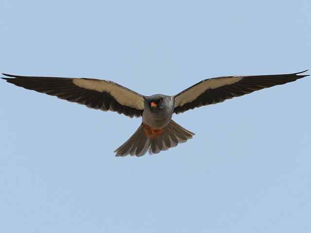 阿穆尔隼咏叹 阿穆尔隼咏叹