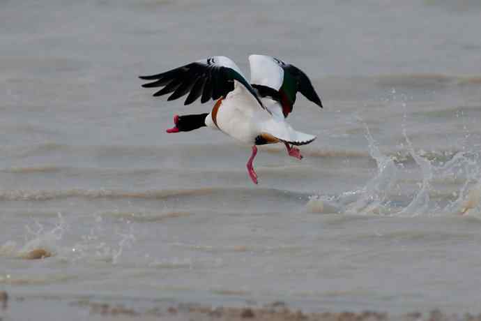 科尔沁湿地的翘鼻麻鸭 科尔沁湿地的翘鼻麻鸭