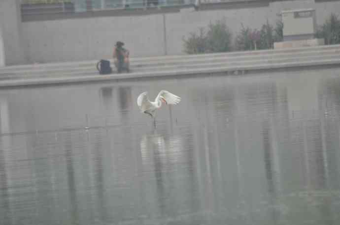 奥林匹克公园白鹭飞 wbr1