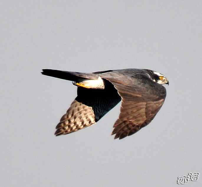 北京西山&nbsp;wbr路&nbsp;wbr苍鹰