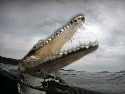 龙：传说的兽原型探秘（鳄类）