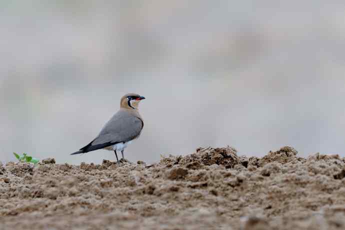 阿穆尔隼与普通燕鸻（生境）